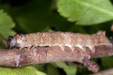 Allophyes oxyacanthae_линька IV-V_2